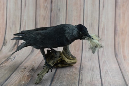 Taxidermy carrion crow wood - taxidermy,