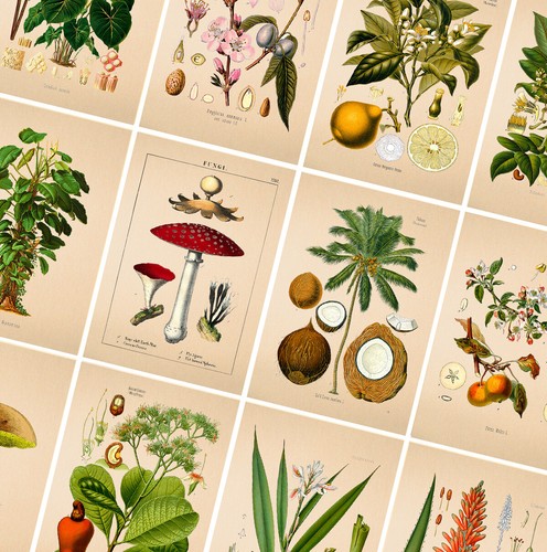Vintage botanical posters - botanical,