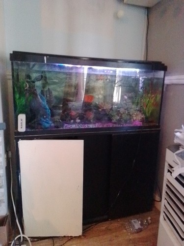 Fish tank aquarium complete - fish,