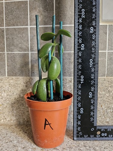 Healthy jade plant money - healthy, (money