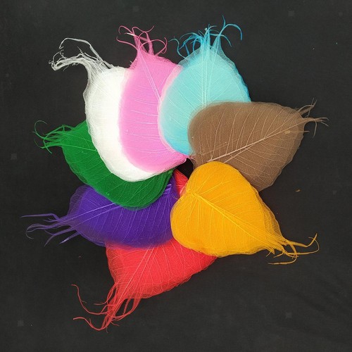 Natural multi color skeleton - color,
