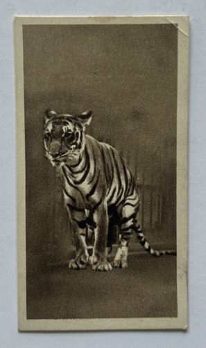 Sunripe cigarettes zoological - cigarettes,