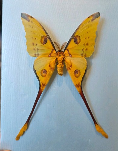 Argema mittrei the comet - comet, moth