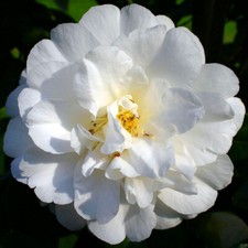 1 X CAMELLIA JAPONICA 'ONETIA
