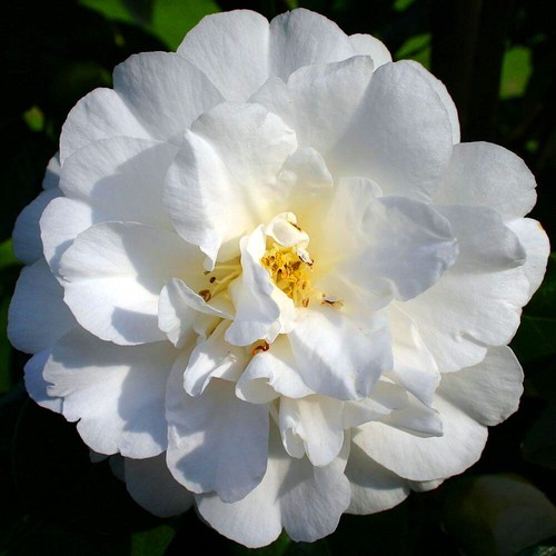 Camellia japonica onetia - 1,