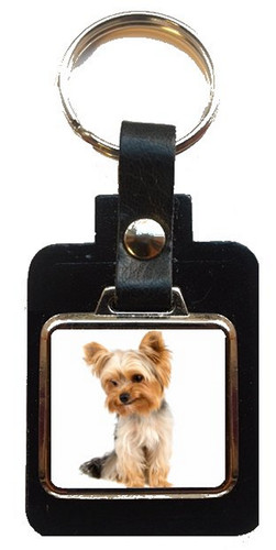 Yorkshire terrier dog black - terrier,