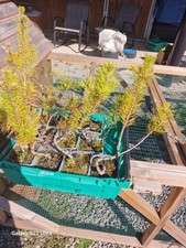 Scots Pine - Pinus sylvestris - Hardy Native Evergreen Tree