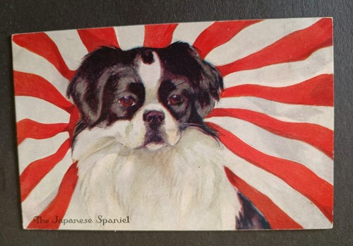 Rare dog postcard the - rare,