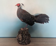 Taxidermy Mount, Skulls