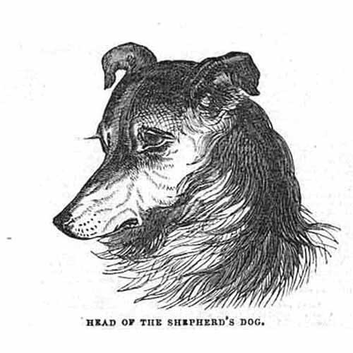 Head the shepherds dog - of,