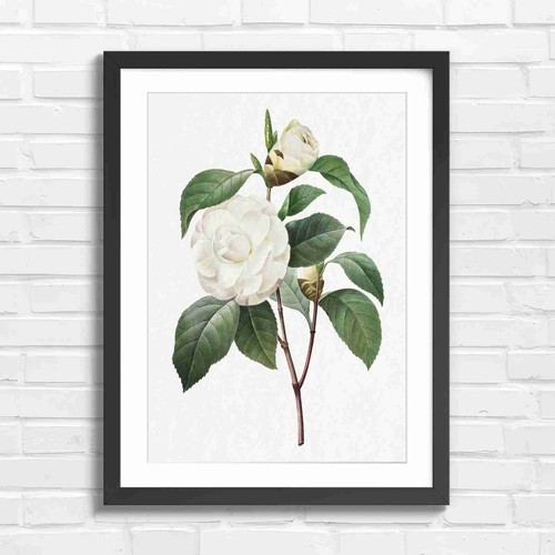 Vintage white camellia - vintage,