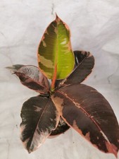 FIcus elastica belize rubber