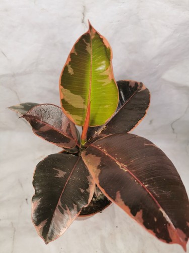 Ficus elastica belize rubber - ficus,