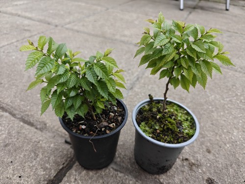 Ulmus hollandica jacqueline - ulmus,