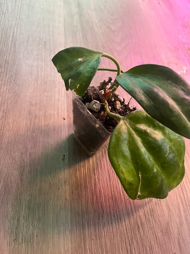 Hoya macrophylla bai - bai, bau