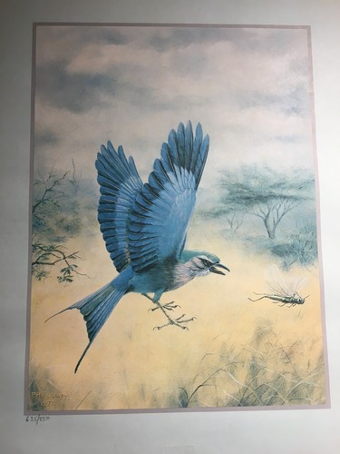 Peter fogarty wildlife artist - fogarty,