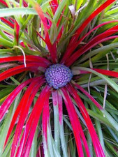 Fascicularia bicolor - 2l,