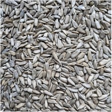 Leagrams jumbo sunflower - leagrams,