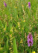 2025 Yellow Rattle seed (50g). Hand harvested on Hogchester nature reserve