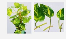 x3 Golden Pothos Cuttings |