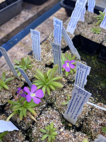Pinguicula gracilis - pinguicula,