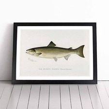 Atlantic salmon vintage - salmon, fish