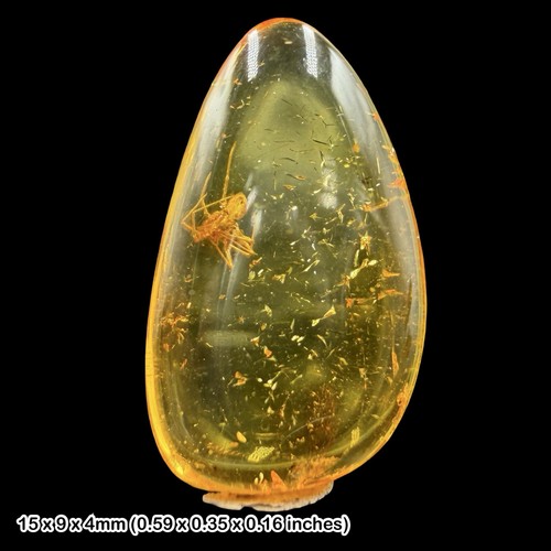 Baltic amber fossil spider - fossil,