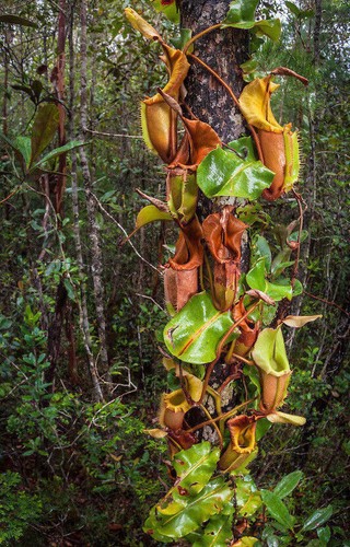 Nepenthes veitchii - nepenthes,