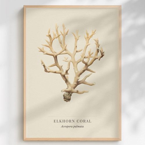 Elkhorn coral print acropora - coral,