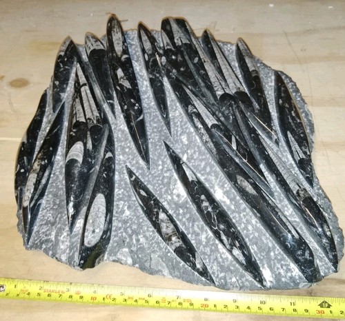 Very large orthoceras fossil - very,