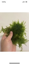Christmas Moss BUY 2 GET 1