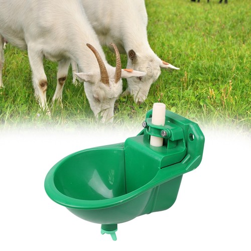 Sheep water bowl - sheep, animal