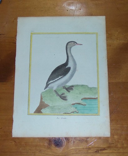 Grebe martinet buffon - grebe.,
