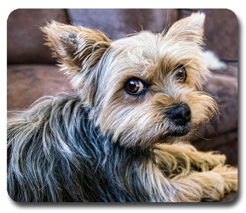 Yorkshire toy dog - toy,