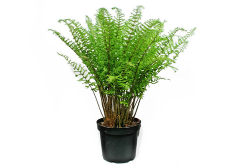 Ferns dryopteris cristata the - dryopteris',