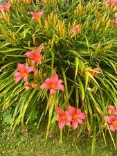 3 HEMEROCALLIS  LILY PLANT