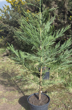 Giant sequoia trees 100cm - trees,