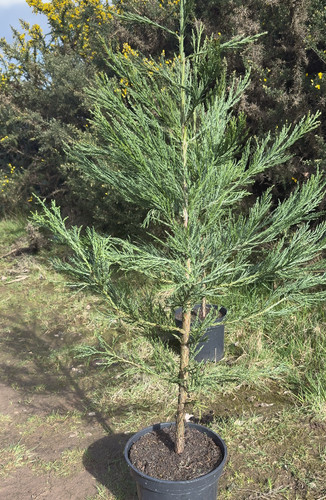 Giant sequoia trees 100cm - sequoia,
