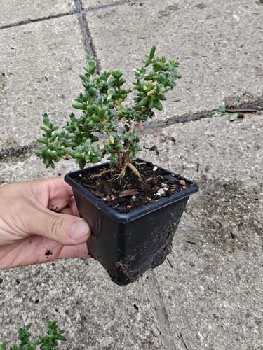 Trichodiadema bulbosum caudex - trichodiadema,