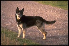 Warning 018 Cross breed on