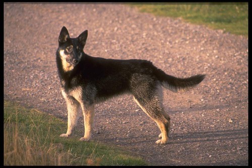Warning 018 cross breed - warning,