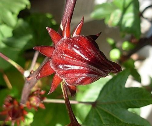Hibiscus flower herbal tea 100 - hibiscus,