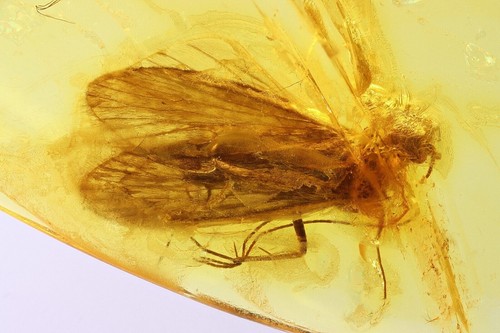 Caddisfly trichoptera fossil - caddisfly, trichoptera.