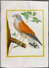Martinet & Buffon - Kestrel. 401-42 - 1765 Hand-colored Engraving