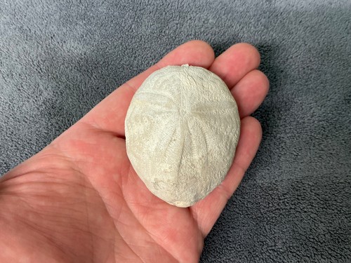Florida fossil echinoid - florida,