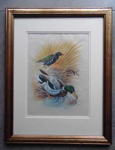 Duck and moorhen - moorhen, by