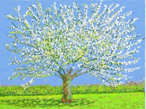 David hockney blossom tree - david,