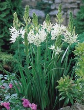 Camassia Leichtlinii Alba 5, 10 or 25 Bulbs White Early Summer Flowers Perennial