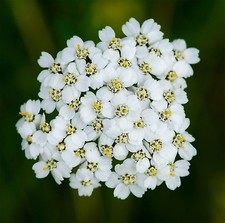 Yarrow - 1g Seeds (6000 Approx) - Achillea millefolium - Delicate White Flowers