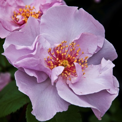 Odyssey 5lt potted - odyssey,
